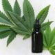 does CBD tincture get you high