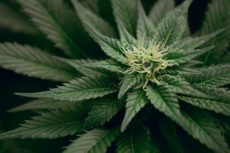 Cannabis Compounds Prevent Infection By Covid-19 Virus